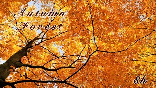 Relaxing Nature Sounds Autumn Forest Tranquility Birds Singing Fall Colours  Sleep amp Relax 8 Hrs [upl. by Delahk]