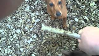 Miniature Dachshund Pissed off at a Stick [upl. by Ahsenom665]