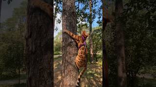 Happy bengal cat Leo jumps on trees 🌳 cat cats funnyanimals cute funnycats nature funnypets [upl. by Macegan618]