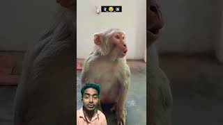 Ab desh ka bhavishya banega 😂🤣😱  comedy funny realfoolscomedy monkey surajoxfunnyvibeo [upl. by Nertie]