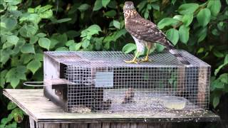 Accipiter on the Sparrow Trap [upl. by Binette794]