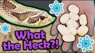 Our Hognose Snake Laid Eggs in WINTER [upl. by Nedaj578]