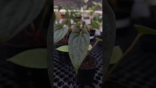 Blue Papi x Luxurians plants anthuriumindonesia tanamanhias plantlover plantlover [upl. by Dorsey504]