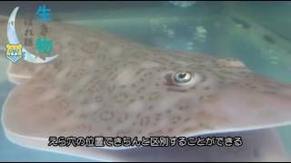 生き物こぼれ話・有明海編（３３） コモンサカタザメ Rhinobatos hynnicephalus Richardson Guitarfish Angel fish [upl. by Dyke388]