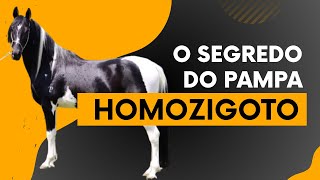 O QUE É COMO PRODUZIR COMO IDENTIFICAR UM PAMPA HOMOZIGOTO [upl. by Smoot688]