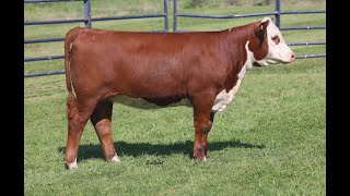 2024 Mohican Farms and Guests  Lot 62A [upl. by Rempe]