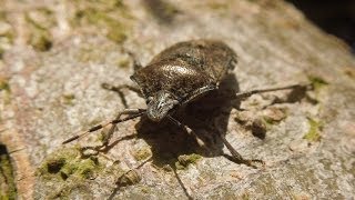 Rhaphigaster nebulosa  Stink Bug  Graue Gartenwanze [upl. by Hguh748]