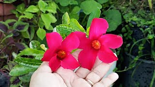 how to grow mandevilla🌺🌺how to care mandevilla plant🌱beautiful mandevilla plant🌱 [upl. by Sane]