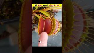 Dengerous Venus Flytrap Carnivorous Plant 😱 facts shorts [upl. by Veron]