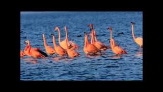 Flamingo in het Grevelingenmeer Zeeland Nederland [upl. by Ede]