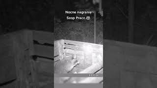 Nocne nagranie szop pracz 🦝 nature zwierzęta cute noc szop wildlife wildanimals [upl. by Llennod]