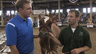 Dairy Cattle Supreme Champion  Iowa State Fair 2014 [upl. by Lapo]