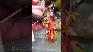 Bulbophyllum Crassipes orchid plants anggrek shorts [upl. by Kaitlyn]