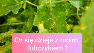 Dziwne liście lubczyku Dlaczego lubczyk ma liście w rdzawe plamy  Wyrzucać czy ratować [upl. by Oyek665]