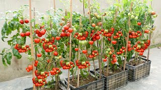 The easiest and most fruitful way to grow tomatoes at home for beginners [upl. by Radnaxela]