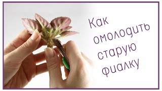 Как омолодить старую фиалку [upl. by Oby]