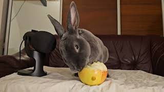 Rabbit eats carrots and eats apples Relax ASMR [upl. by Annohsed]