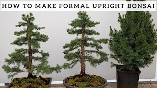 Making Formal Upright Bonsai from Alberta Spruce [upl. by Liatris63]