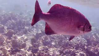 Jibacoa Reef Snorkeling from Memories Jibacoa Resort Cuba 2023 [upl. by Litnahs318]