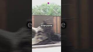 Dramatic House Collapse Caught on Camera During Hurricane Ernesto [upl. by Oinoitna]