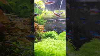 Z innej perspektywy aquascape aquarium akwarium plantedaquarium fish neon [upl. by Geralda]