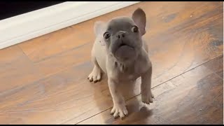 Tiny Frenchie protested fiercely when his father sent him to bed The dog talks too much [upl. by Marsh]