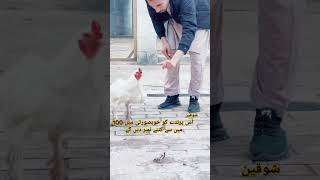 The most beautiful bird of the world 🔥❤️ Heera aseel bird aseel aseelmurga viralvideo [upl. by Yeliw]