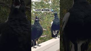 Amazing Australian Magpie Sings Then Sneezes 🤧 Astonishing [upl. by Oriane]