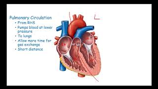 CCEA AS Unit 2 Biology Mammalian Circulation 1 The heart and circulation [upl. by Rebor]