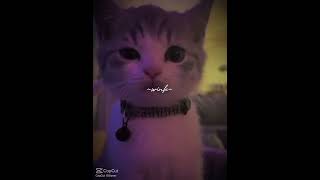 Winking cat edit [upl. by Sanfourd]