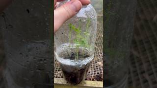 Should you pinch out your SWEET PEAS Watch this for the answer gardeninghacks sweetpeas cottage [upl. by Garaway680]