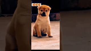 Love 💕 song music love lovesong tamil doglover [upl. by Eciened251]