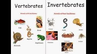 What is difference between Vertebrates amp Invertebrates [upl. by Weismann976]