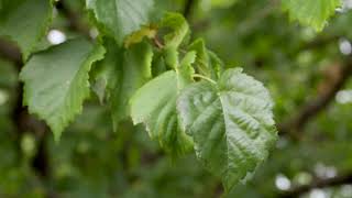 Corylus colurna  Turkish Filbert Turkish Hazelnut [upl. by Anilosi]