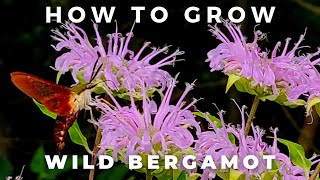 Complete Guide to Wild Bergamot Monarda Fistulosa [upl. by Ahsinnek]