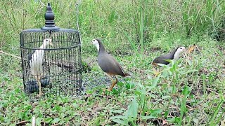 amazing bird trap [upl. by Shriner]