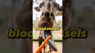 Unlocking the Surprising Abilities of a Giraffes Tongue animalsfacts facts viral trending [upl. by Darbie]