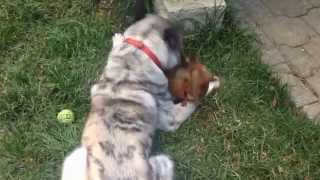 Akita attacks a chihuahua [upl. by Adav]