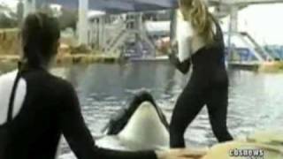 Killer Whale Attack 911 Call [upl. by Amilb]