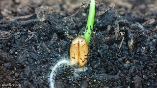 I Could Watch Time Lapses Of Seeds Growing All Day [upl. by Analli]