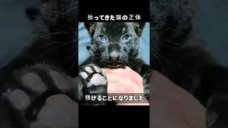 拾ってきた猫の正体 [upl. by Australia]