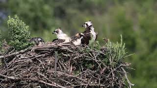 Famille de Balbuzard pêcheurs  Osprey family [upl. by Bonnes]