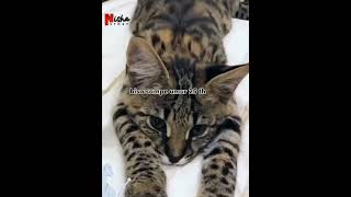 ASHERA CAT KUCING TERRRMAHAAAL DI JAGAT RAYA  nishastory [upl. by Marie]