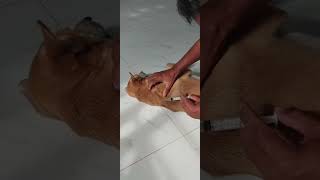 My dog insecticide injection puppy insects injection shortvideo cute fyp ishowspeed [upl. by Wilkens]