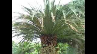 Macrozamia moorei Cycad at Fairchild Miami [upl. by Mosier677]