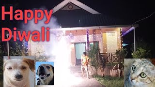 Aanimal diwali 2024 diwali festival tiggi silky [upl. by Aiynat]