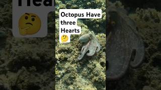 Octopus Have three Hearts🤔 Eng [upl. by Alol]