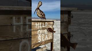 The Salton Sea The Lake that Wasn’t Meant to Be Part 1 [upl. by Richie]