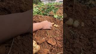 Sweet potato harvesting season in rural mountain [upl. by Ydoow821]