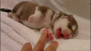 Cutest Siberian Husky Puppy  Day 3 [upl. by Haet]